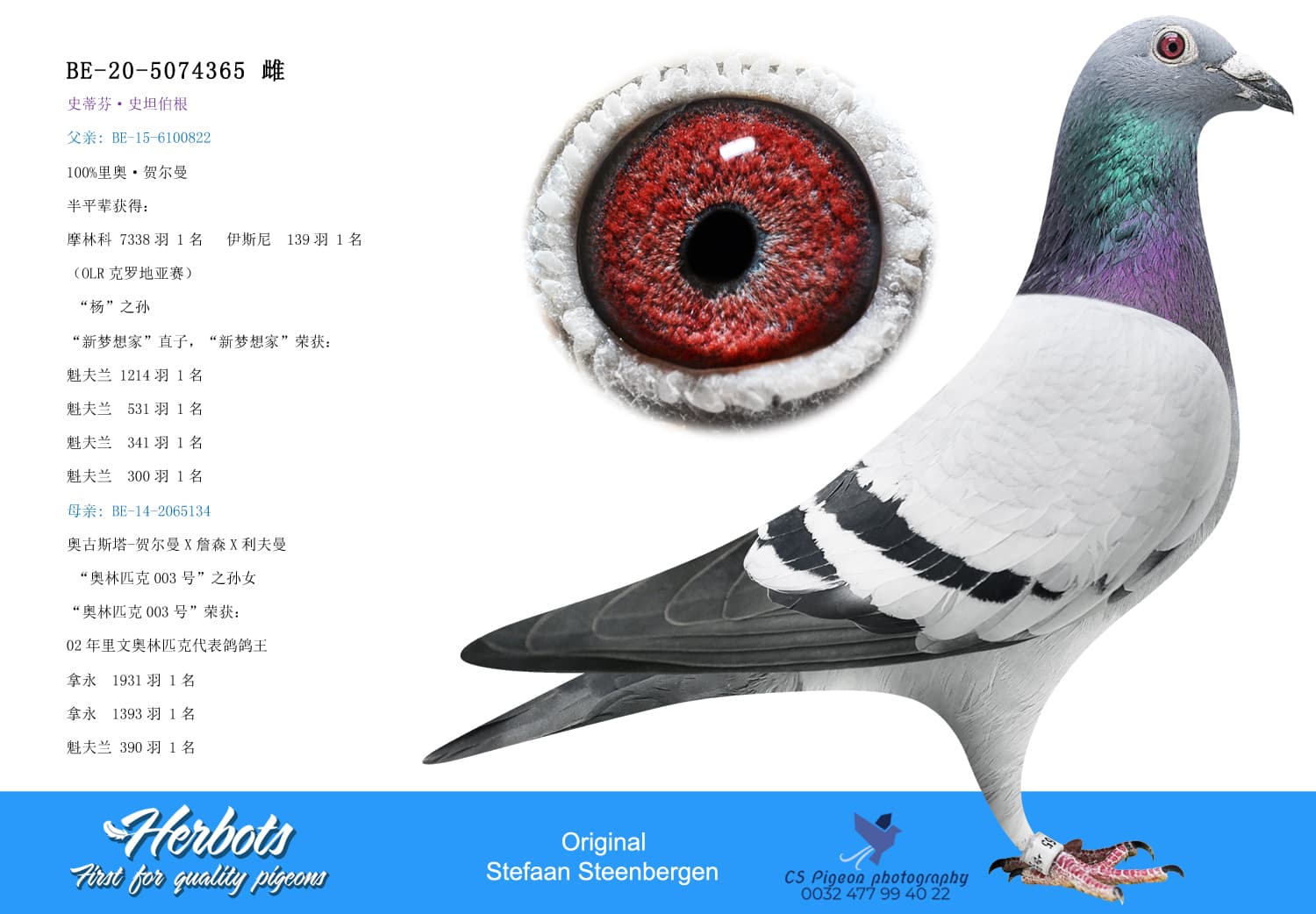 pigeon: undefined