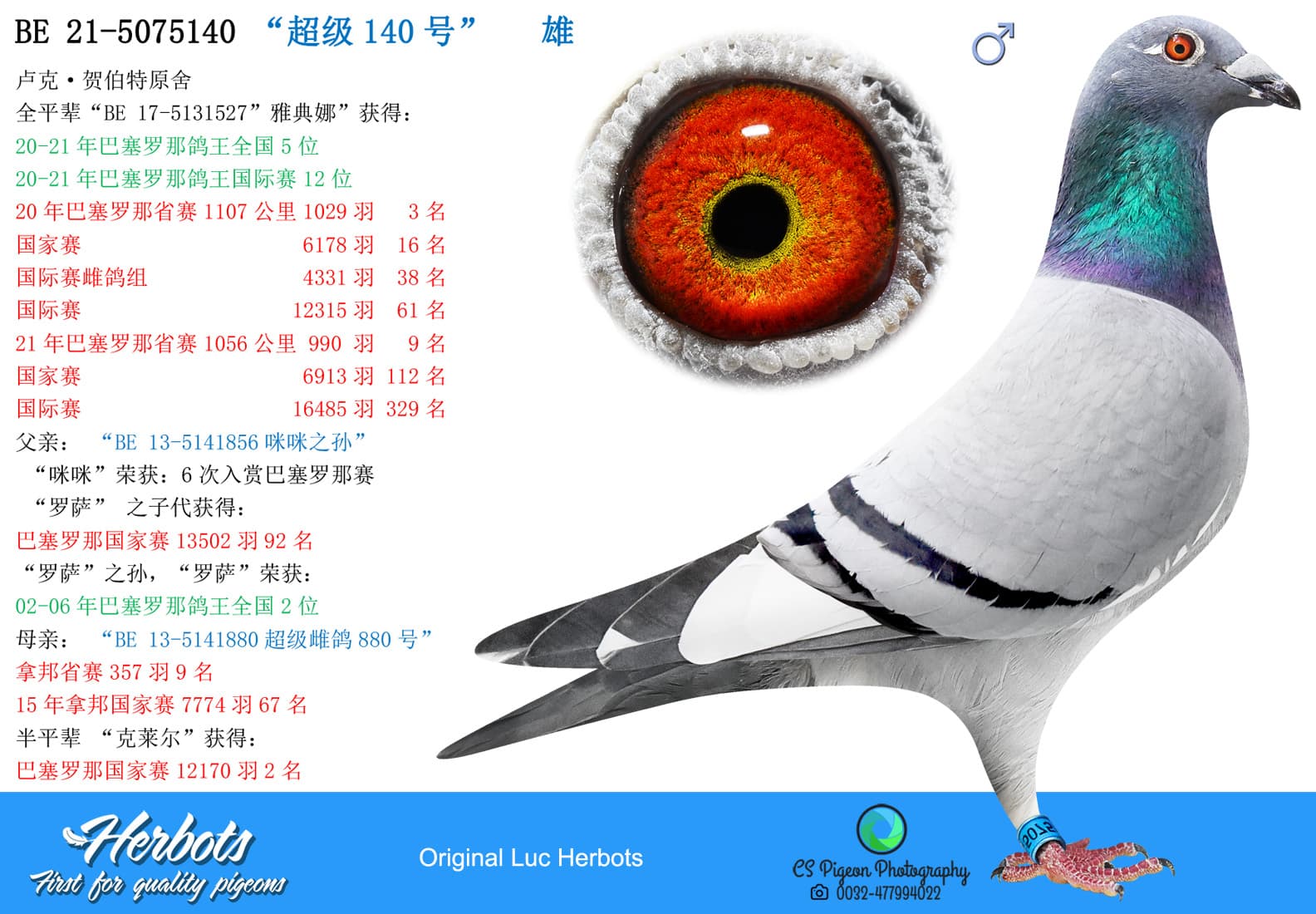 pigeon: “超级140号”