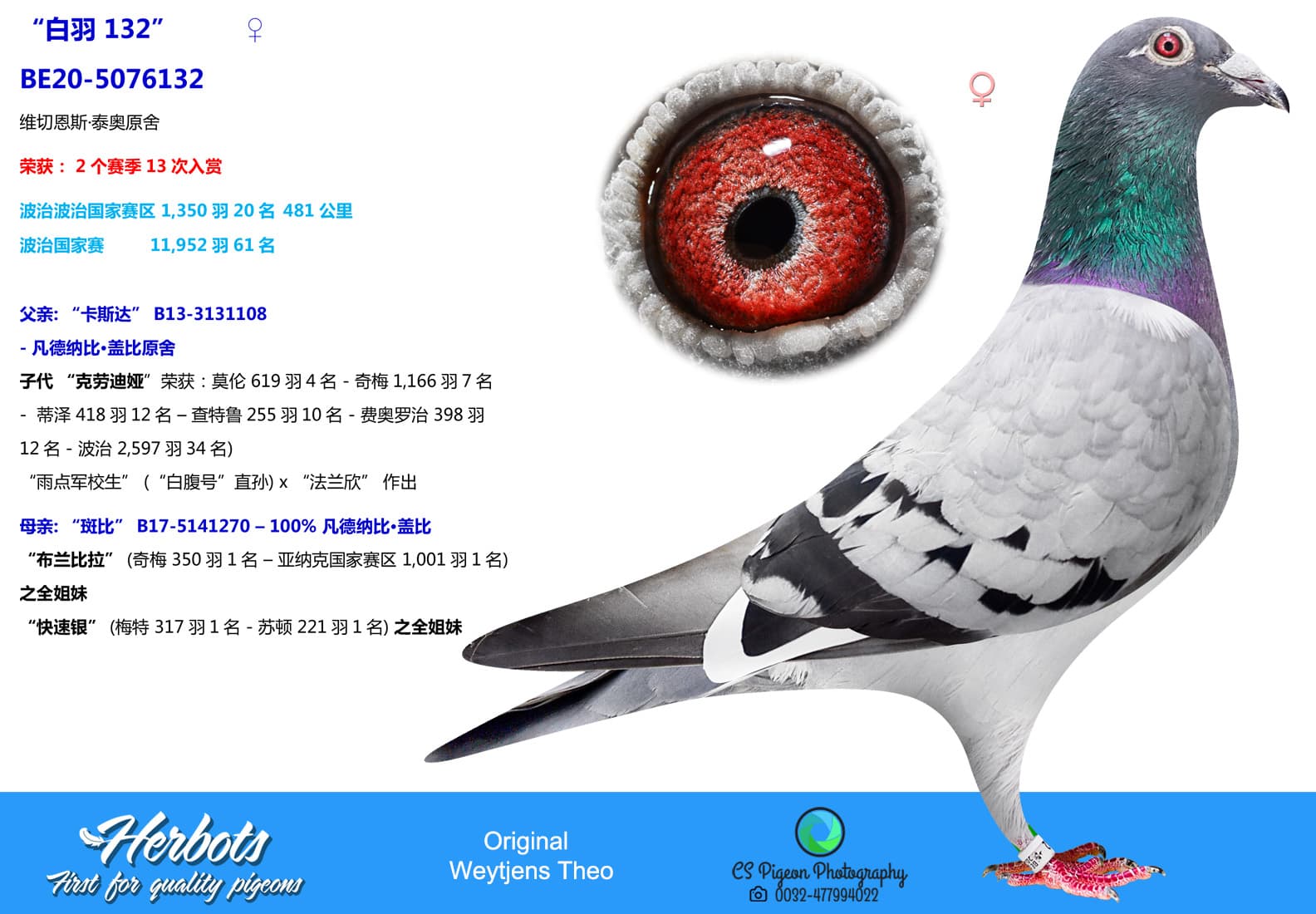 pigeon: undefined