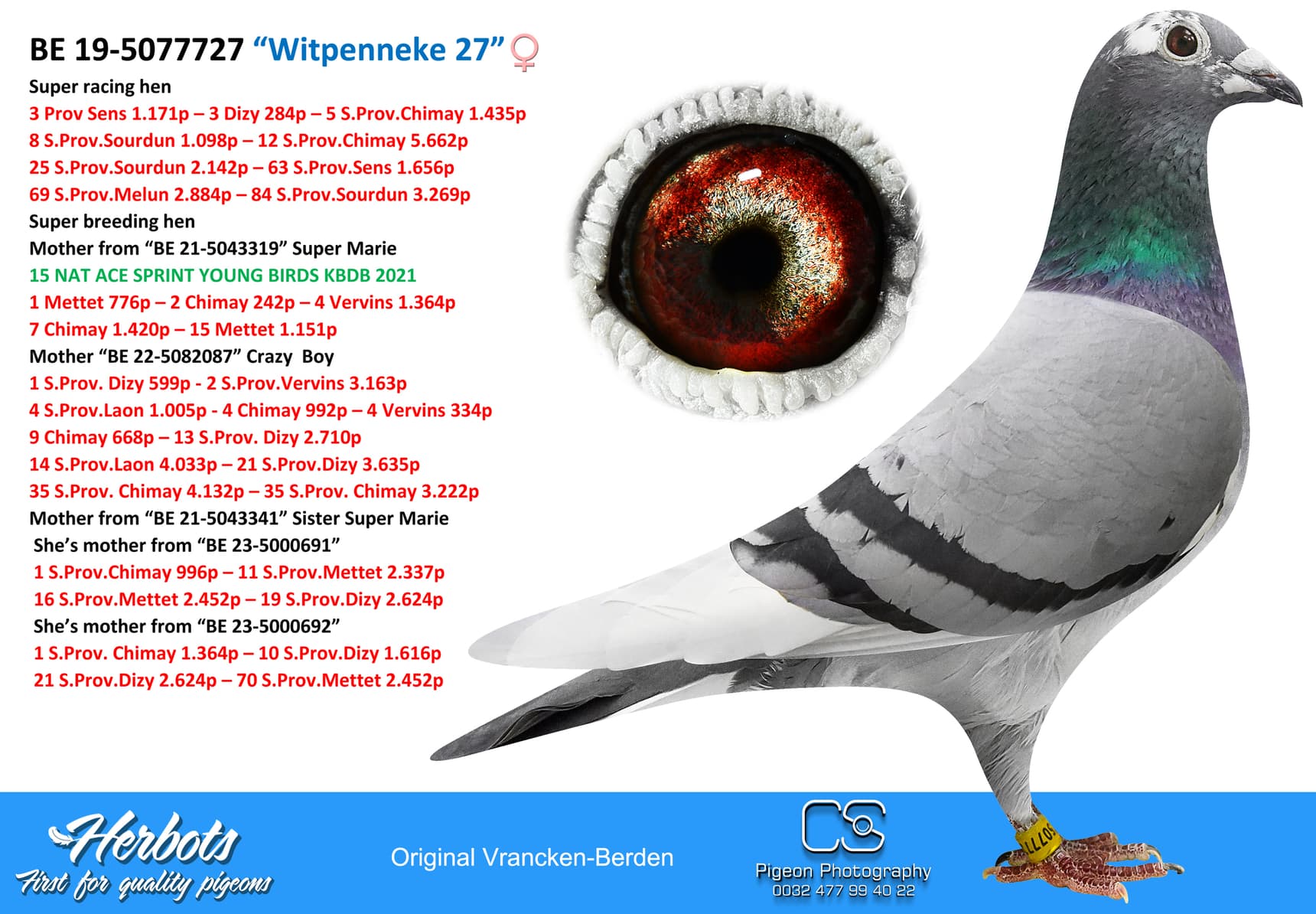 pigeon: “Witpenneke 27”