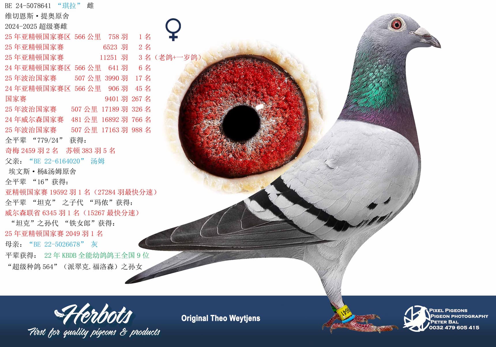 pigeon: undefined