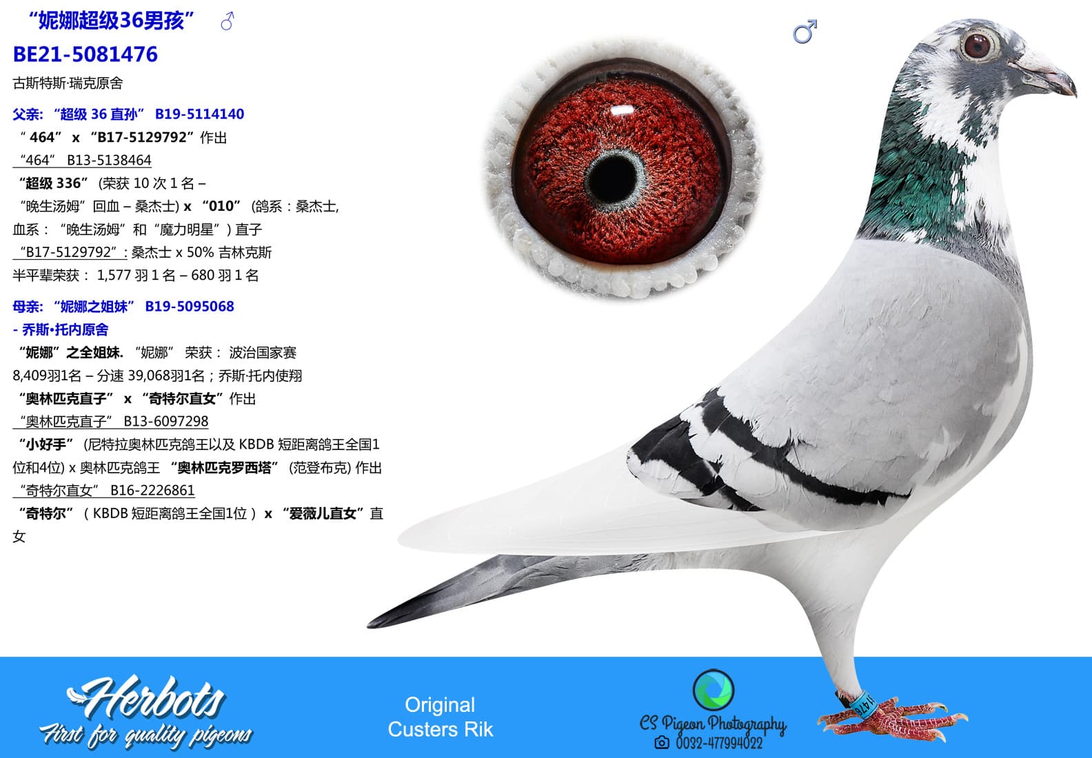 pigeon: undefined