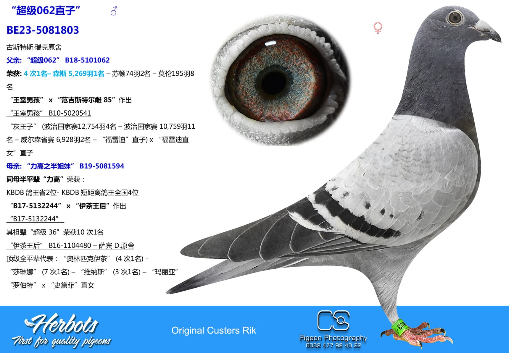 pigeon: undefined