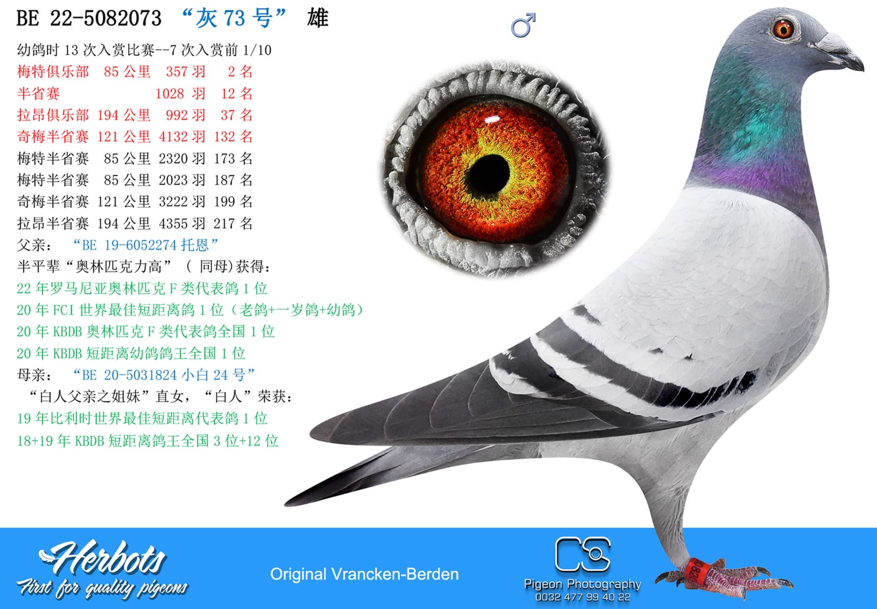 pigeon: “灰73号”