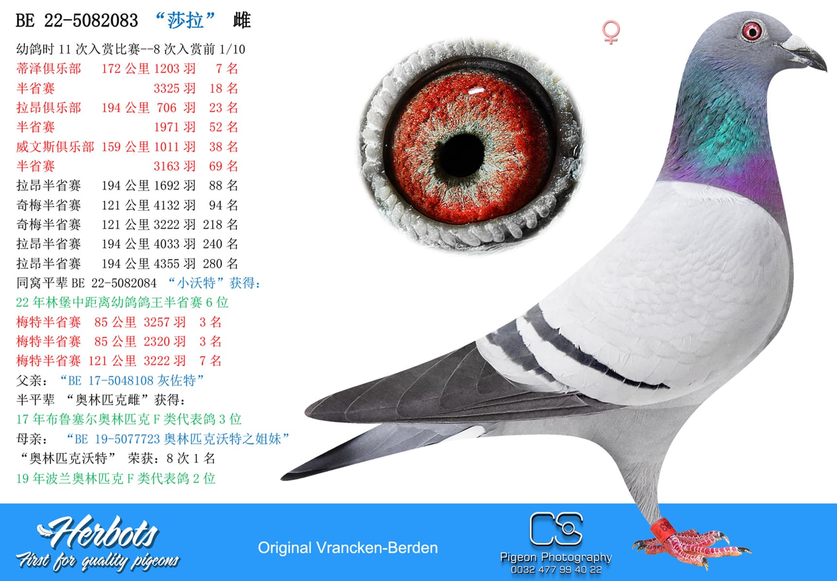 pigeon: “莎拉”