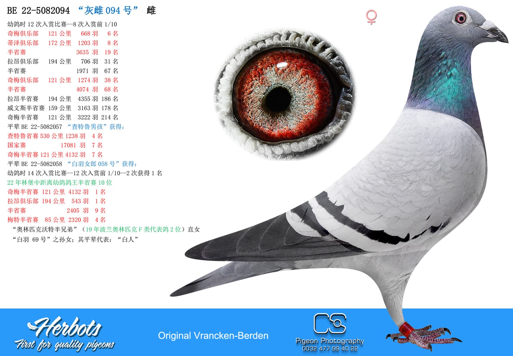 pigeon: “灰雌094号”