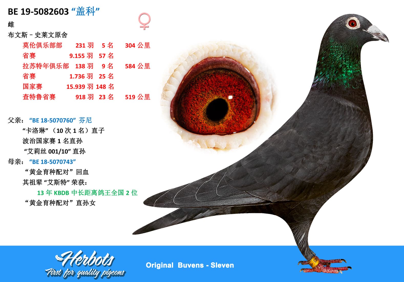 pigeon: undefined