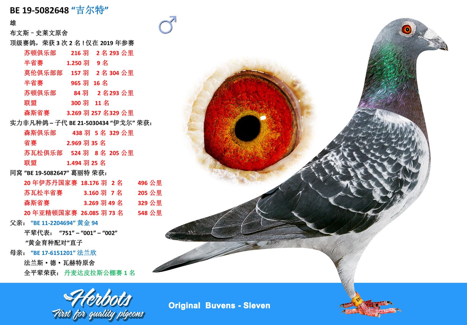 pigeon: undefined