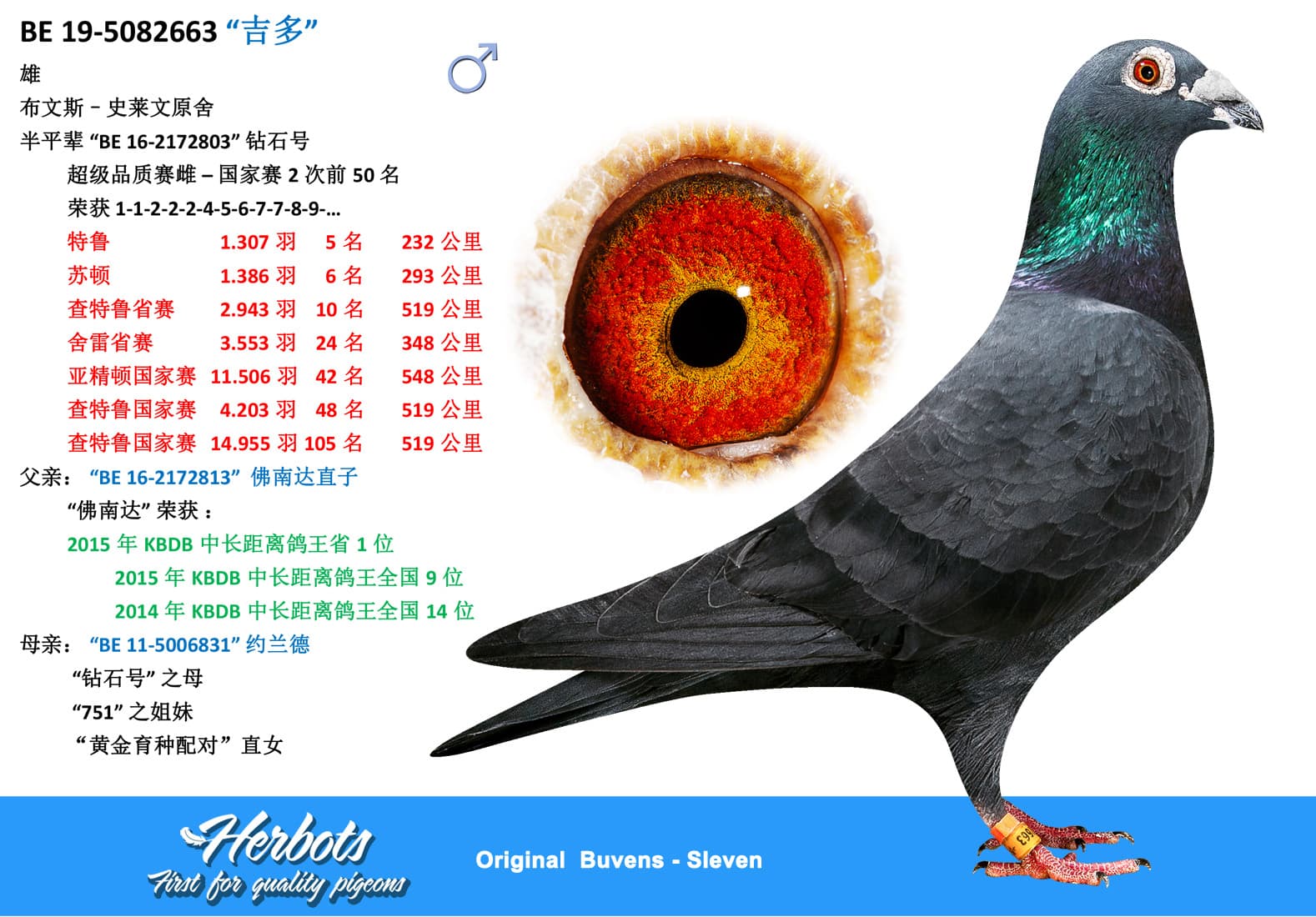 pigeon: “吉多”
