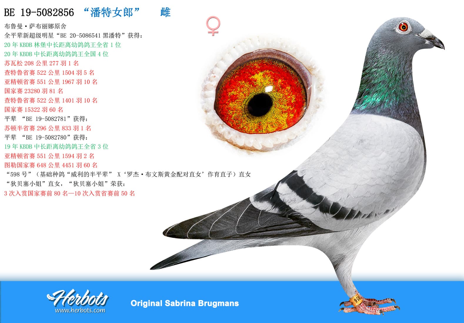 pigeon: “潘特女郎”