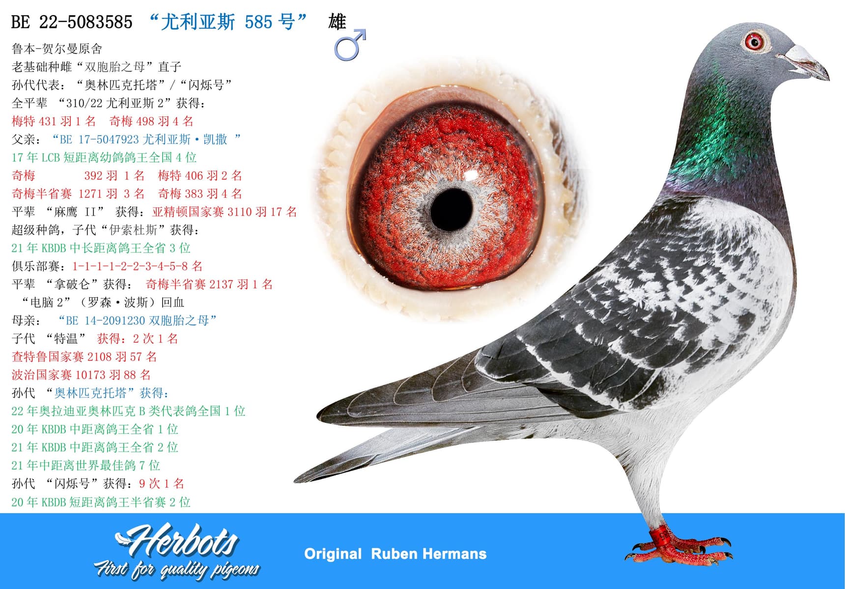 pigeon: undefined