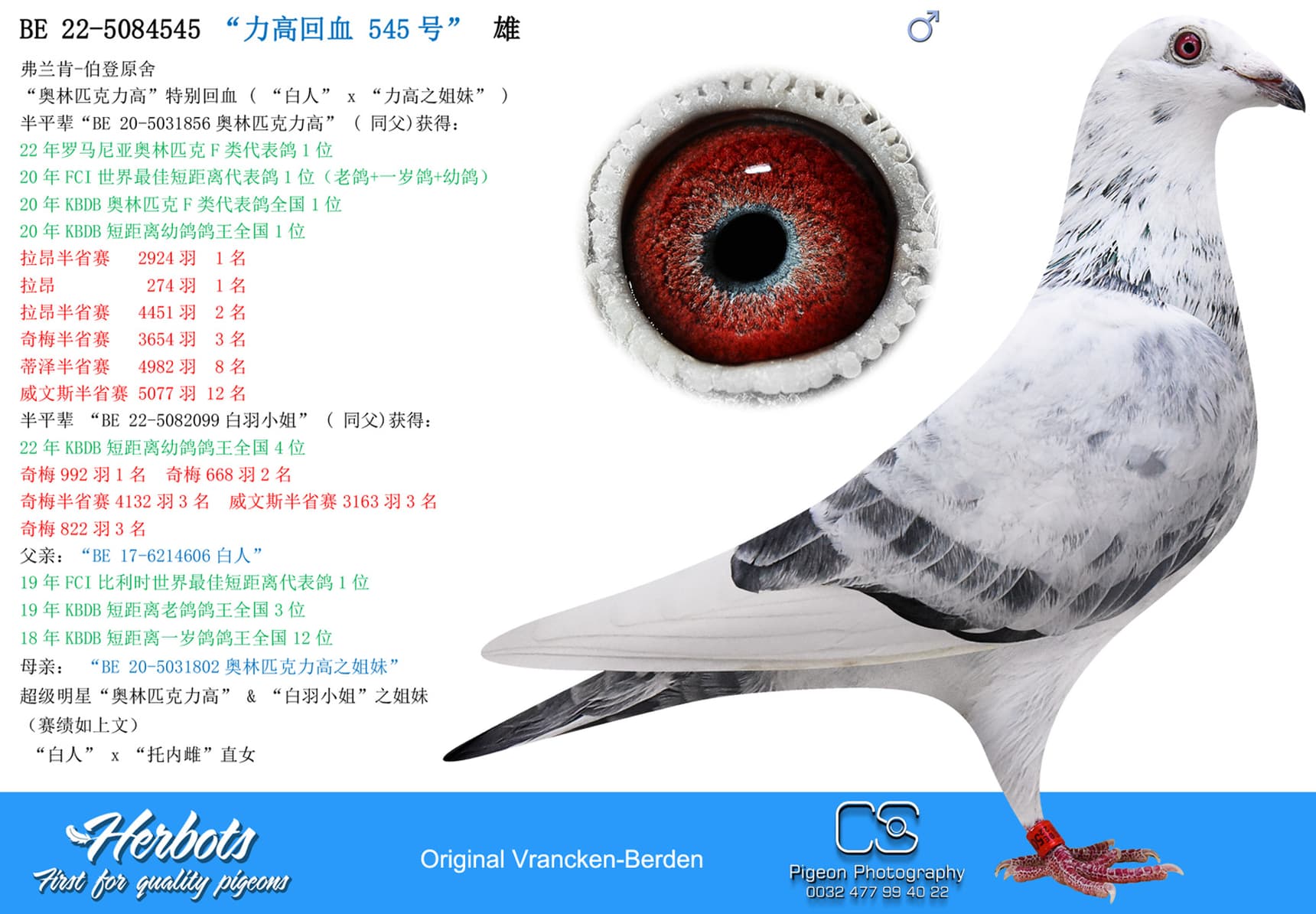 pigeon: “力高回血545号”