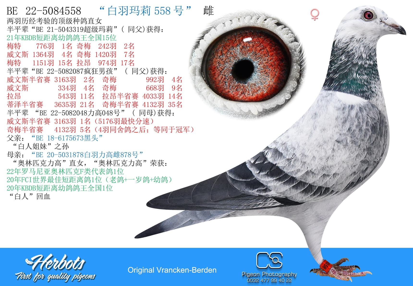 pigeon: “白羽玛莉558号”