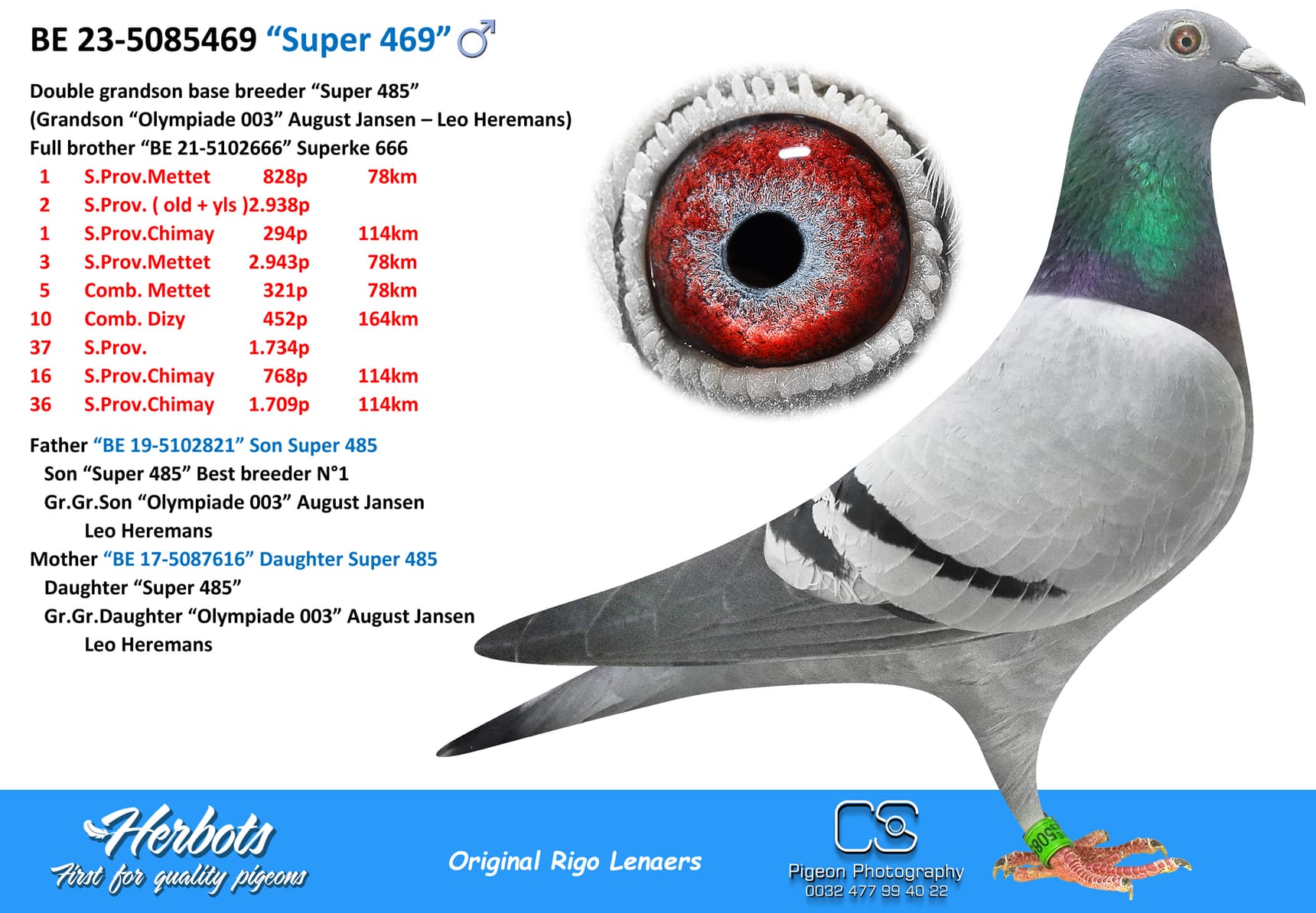 pigeon: undefined