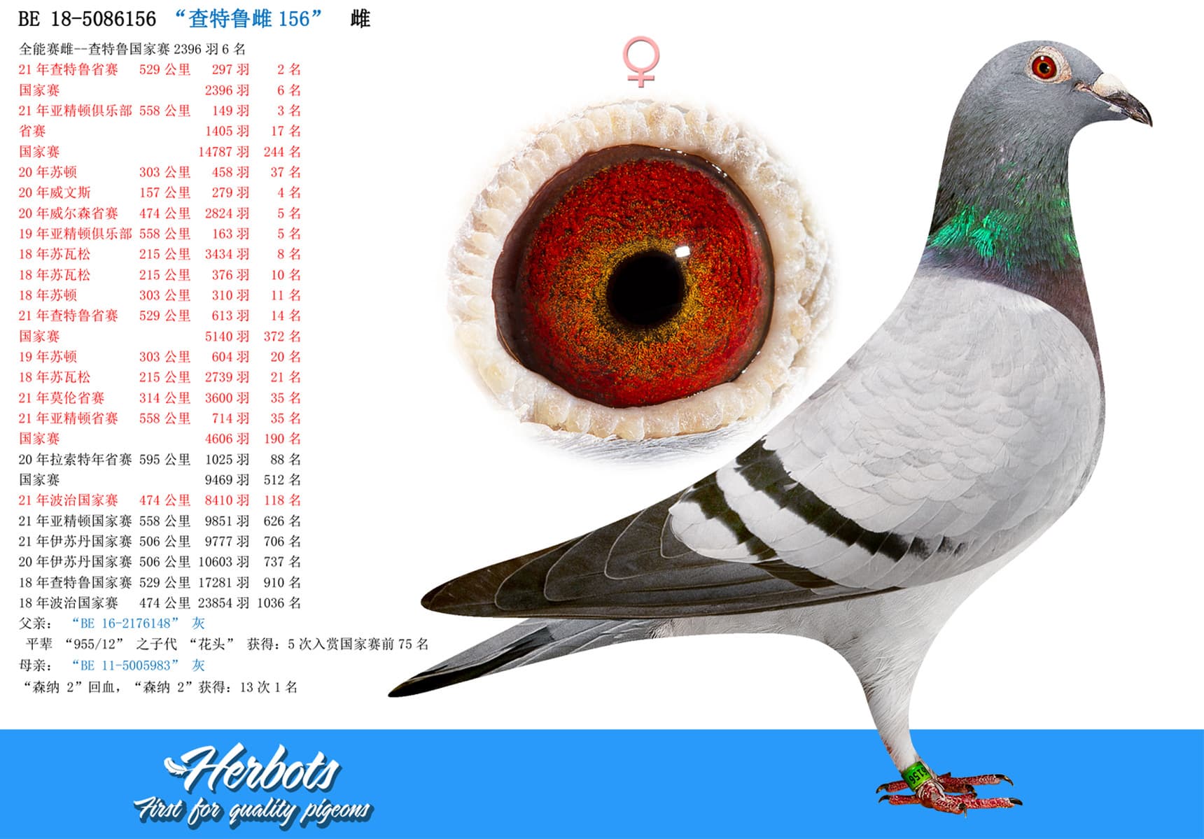 pigeon: undefined