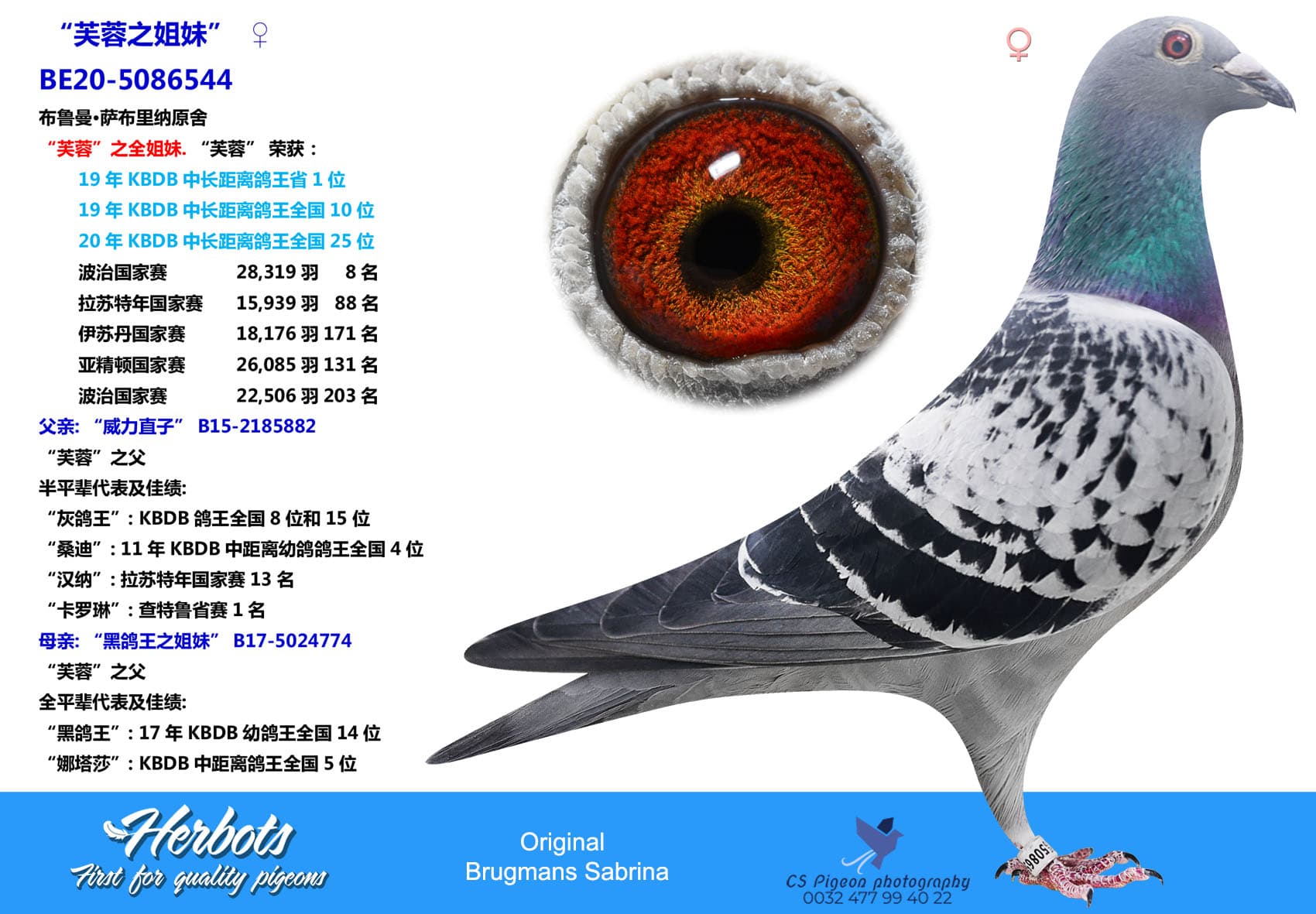 pigeon: “芙蓉之姐妹”