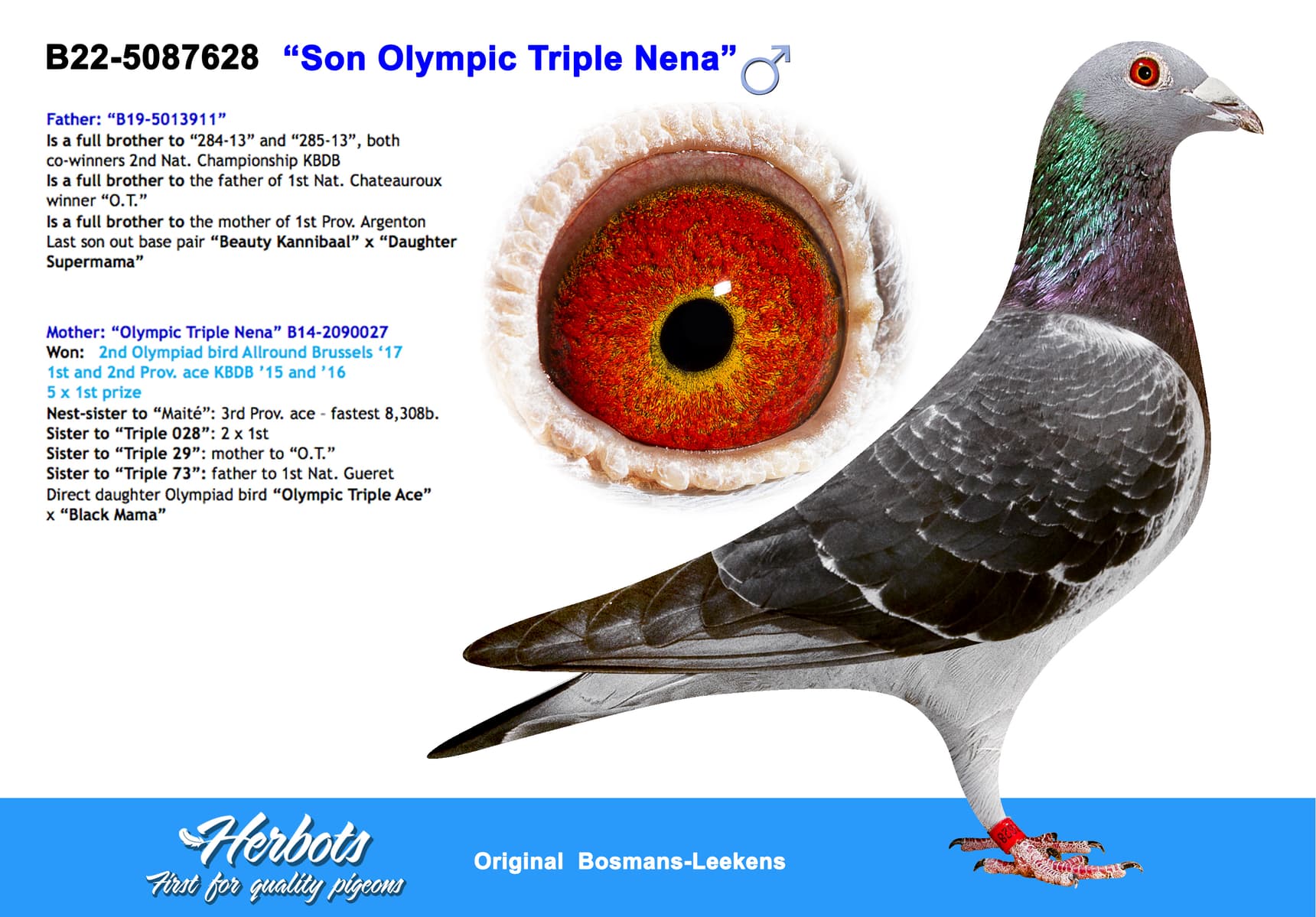 pigeon: “Son Olympic Triple Nena”