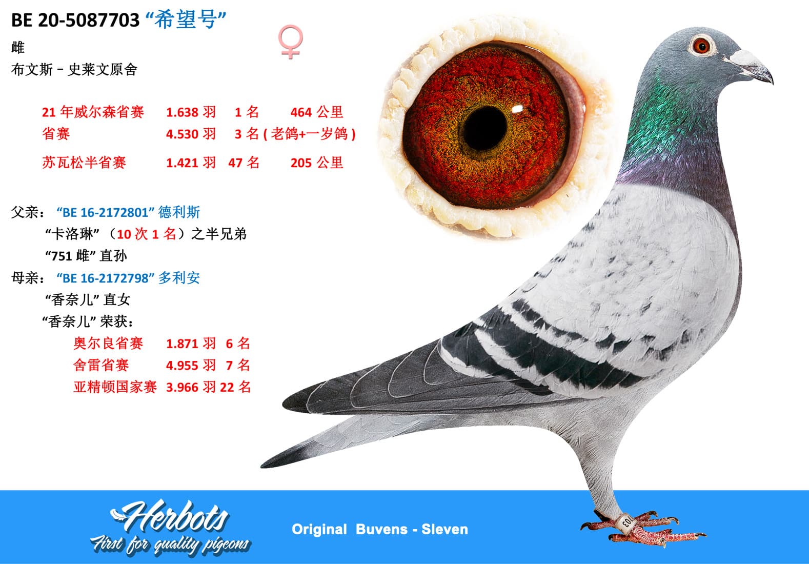 pigeon: undefined
