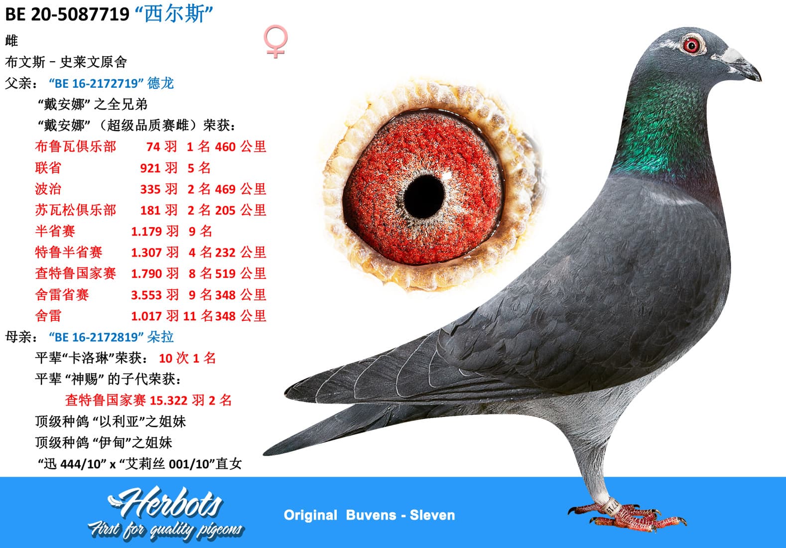 pigeon: undefined