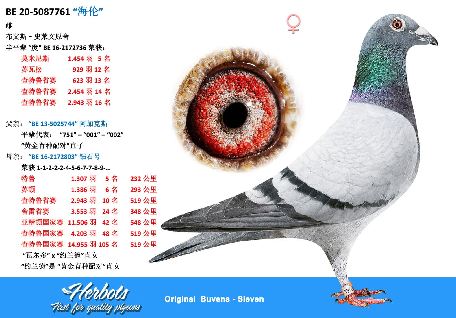 pigeon: “海伦”