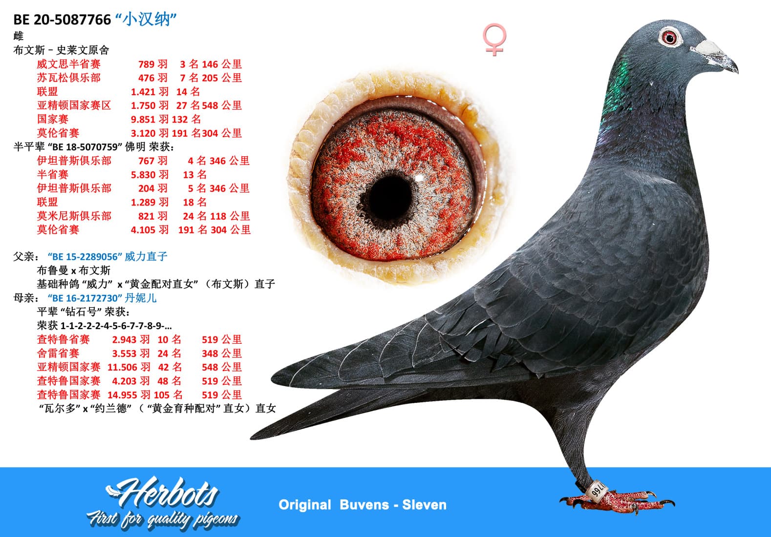 pigeon: undefined