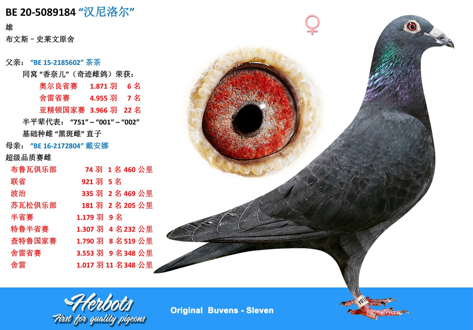 pigeon: “汉尼洛尔”