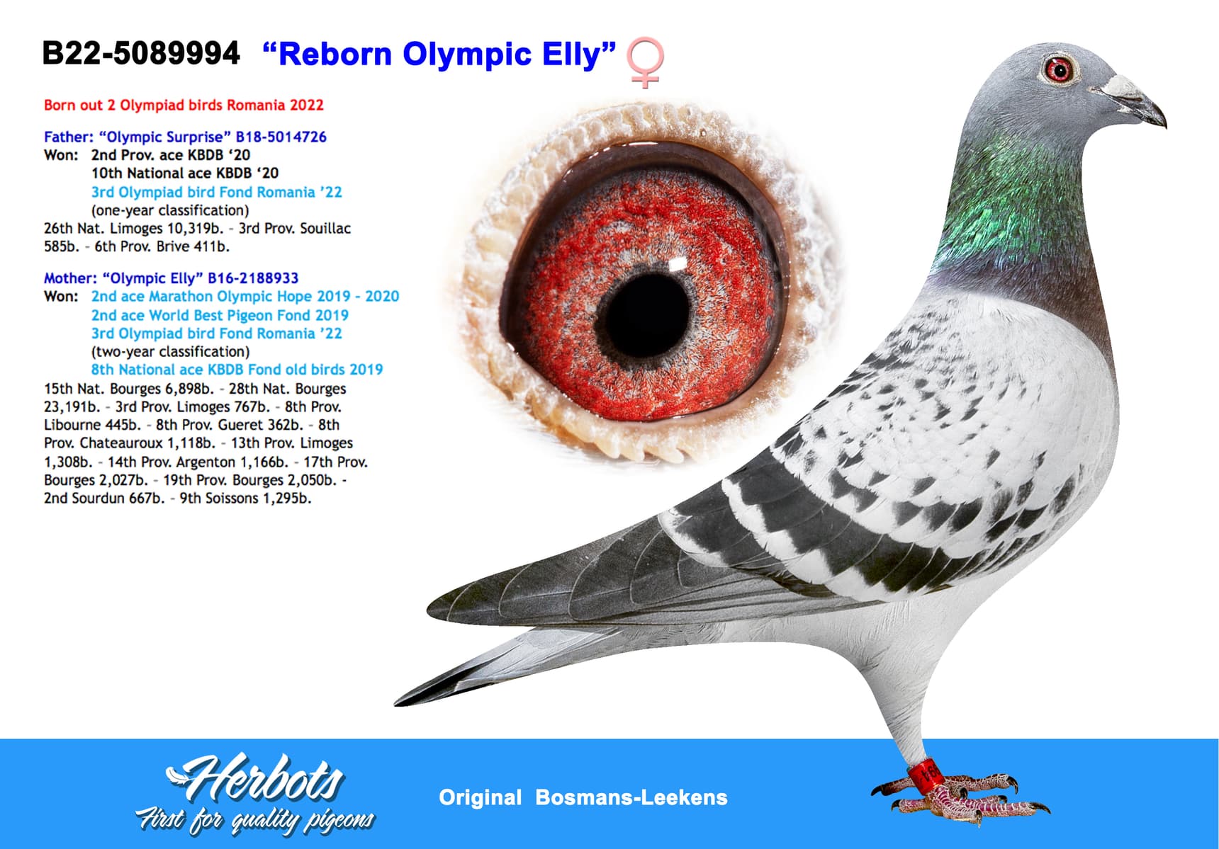 pigeon: “Reborn Olympic Elly”
