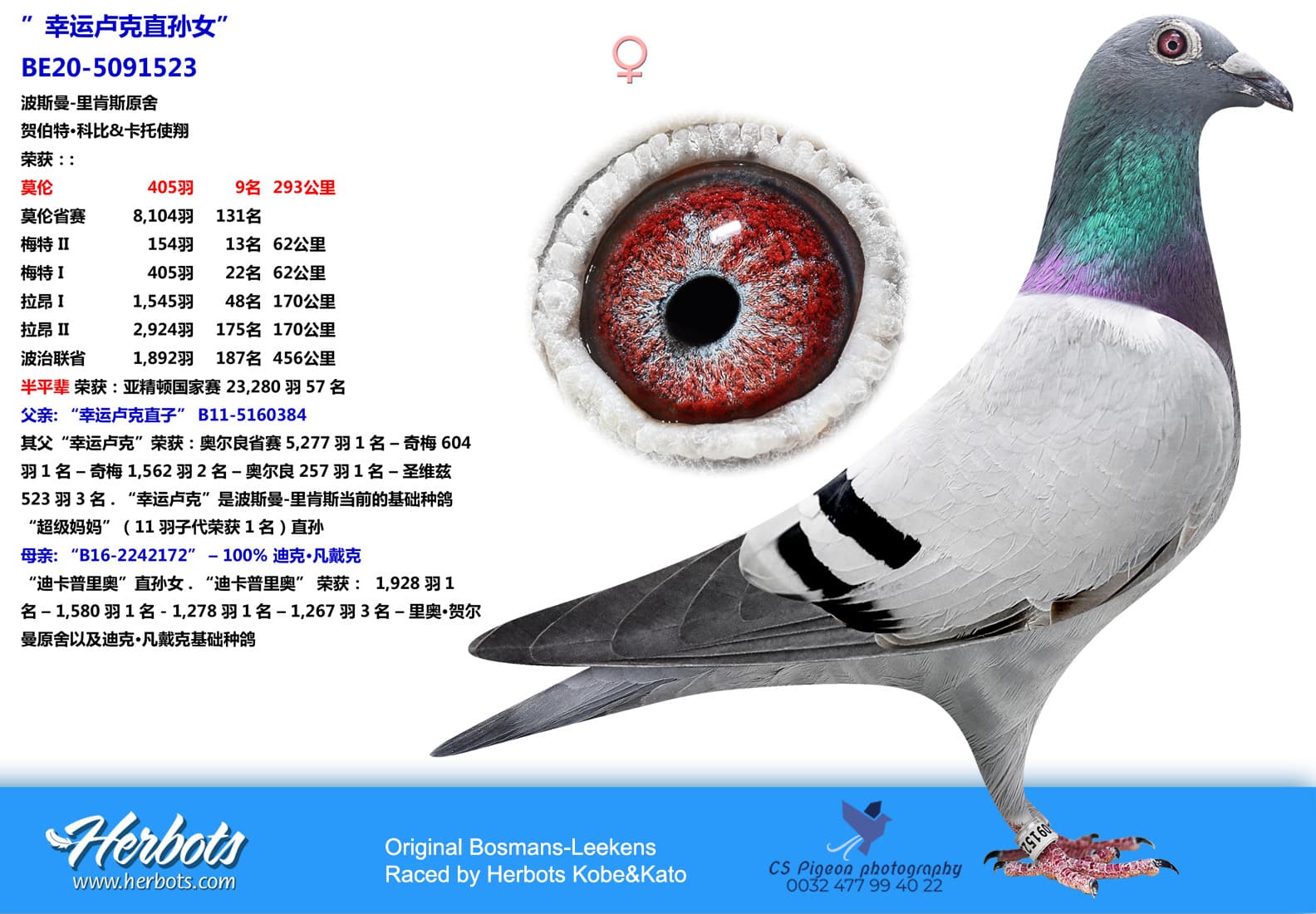 pigeon: undefined