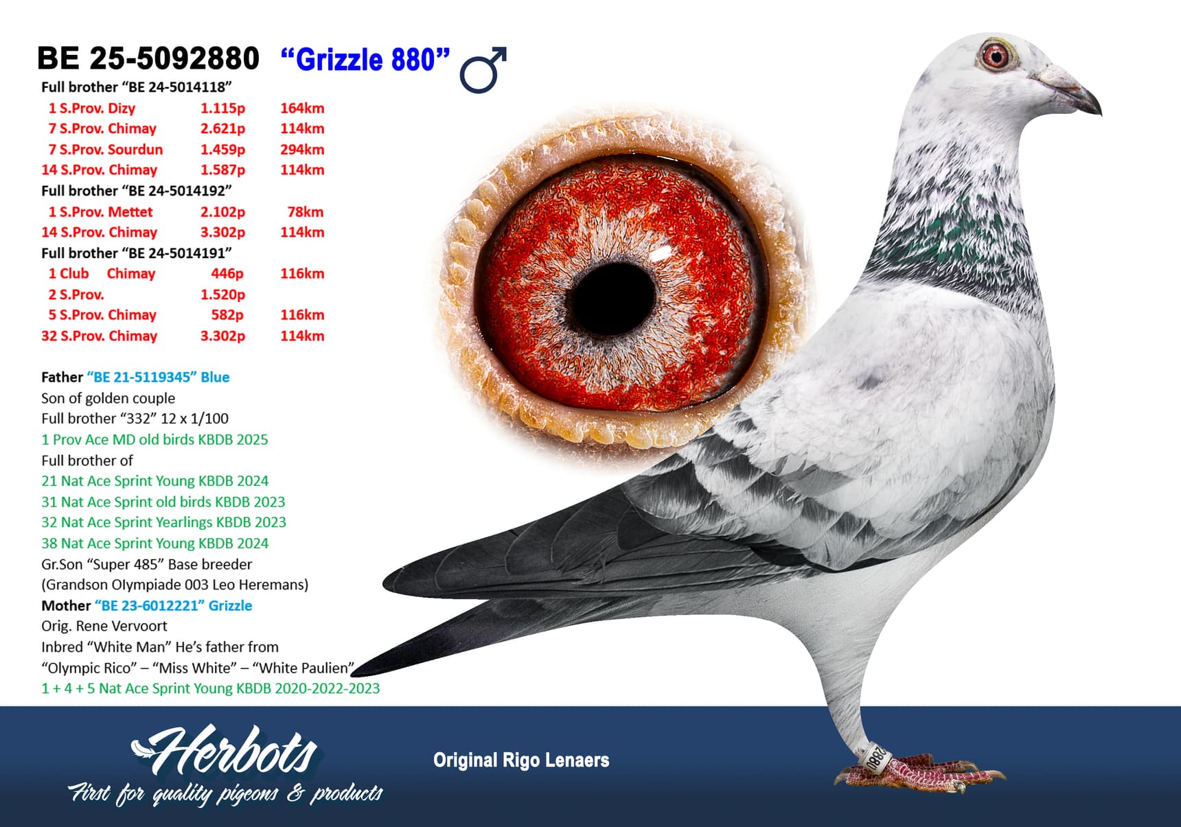 pigeon: undefined