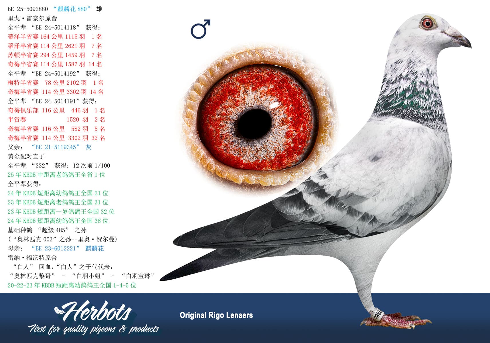 pigeon: undefined