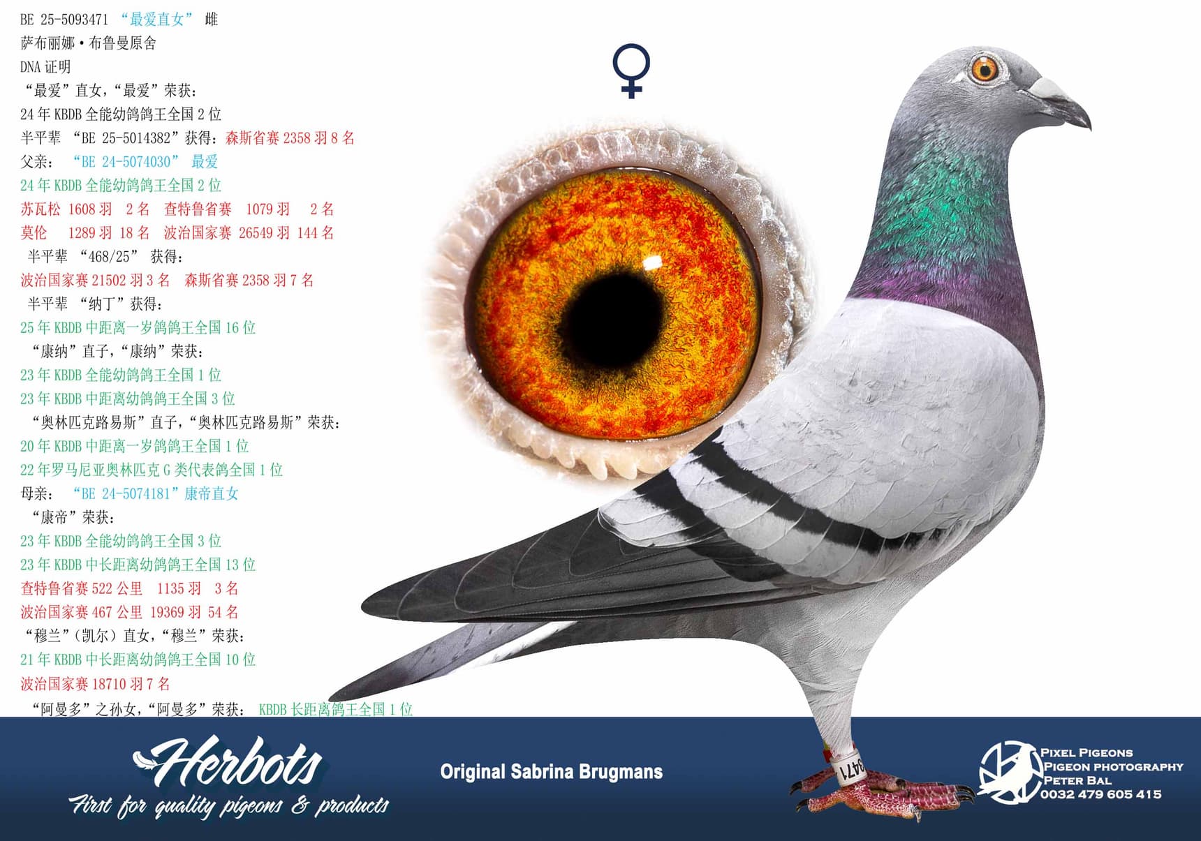 pigeon: undefined