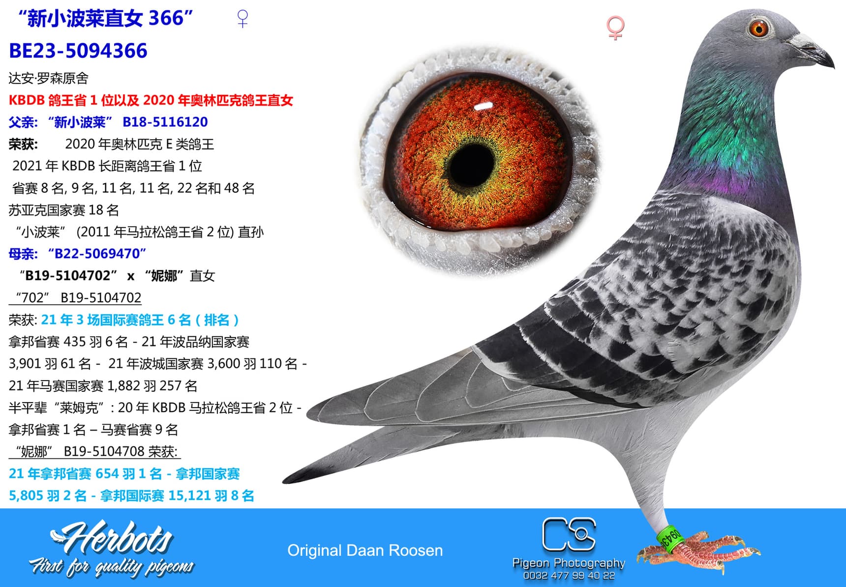 pigeon: “新小波莱直女366”