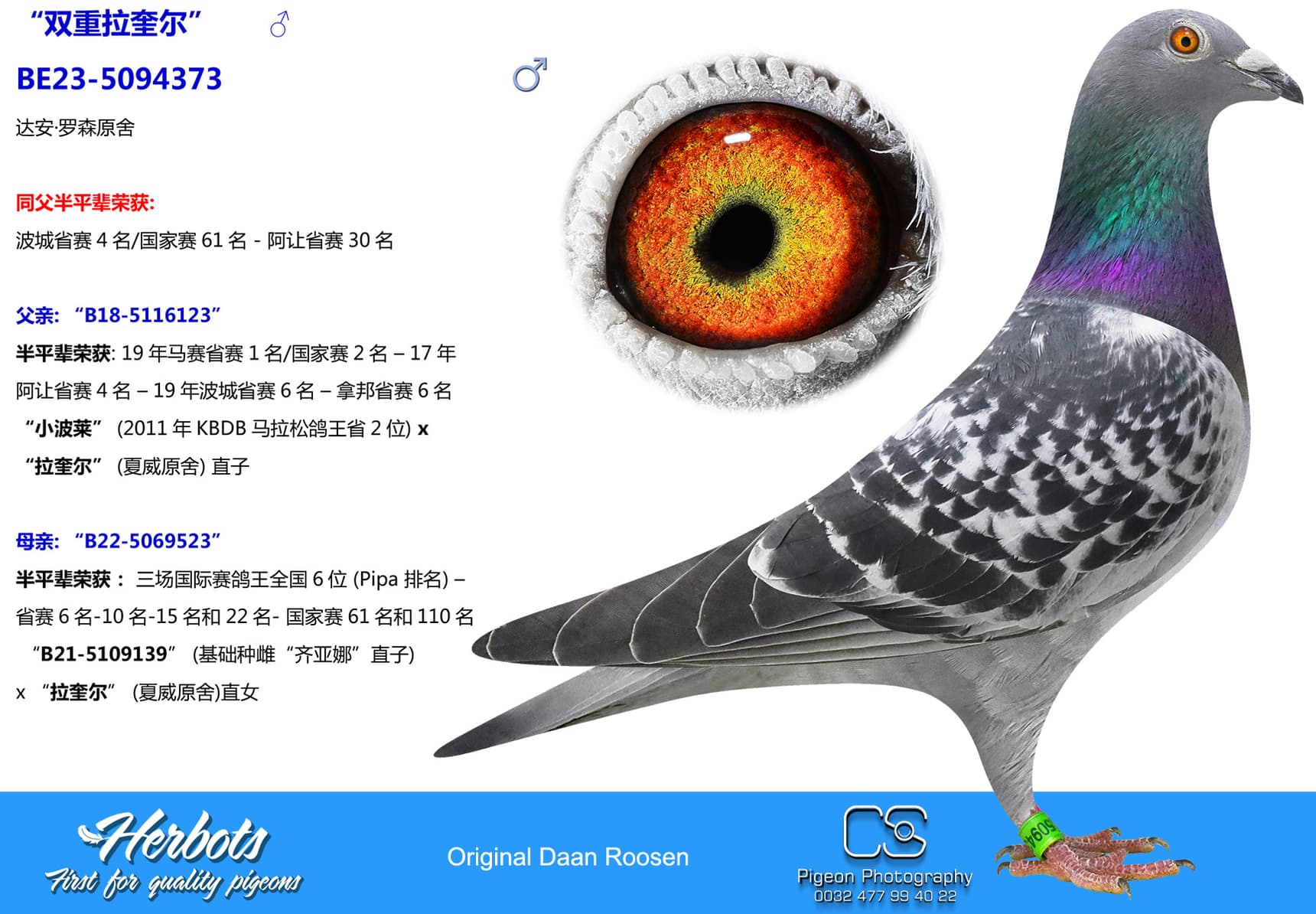 pigeon: undefined