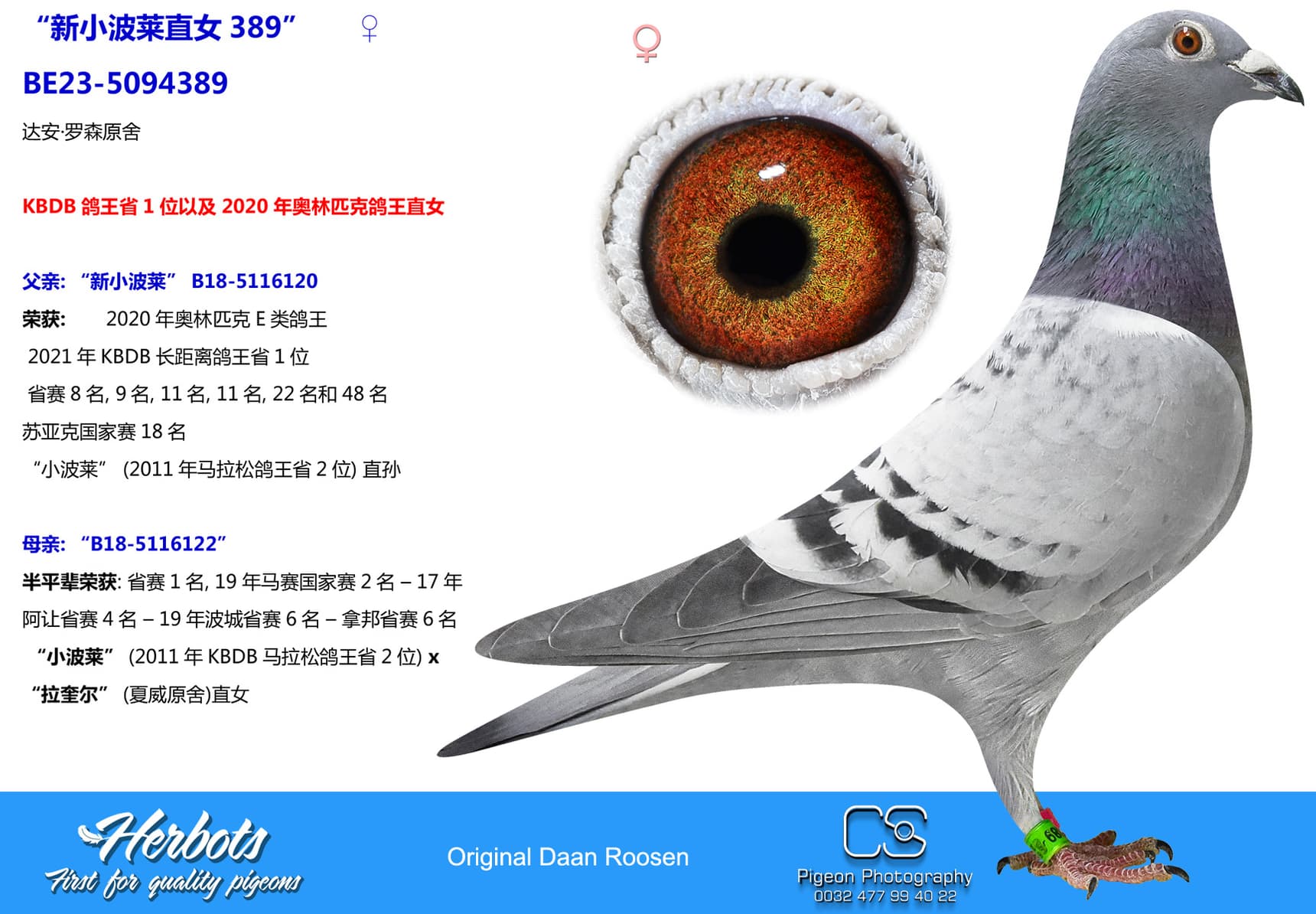 pigeon: “新小波莱直女389”