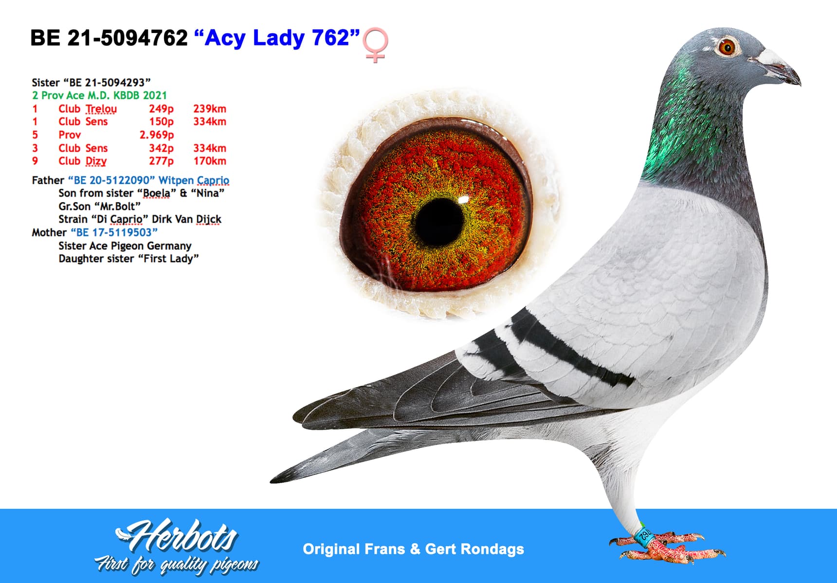 Ace Lady 762” - BE-21-5094762