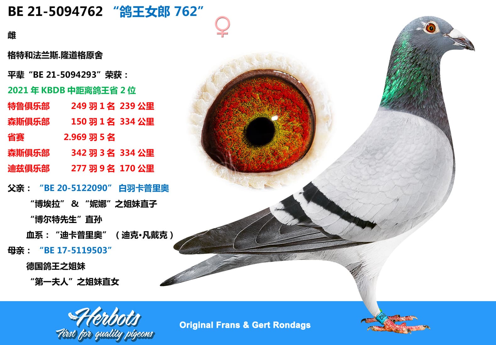 pigeon: “鸽王女郎 762”