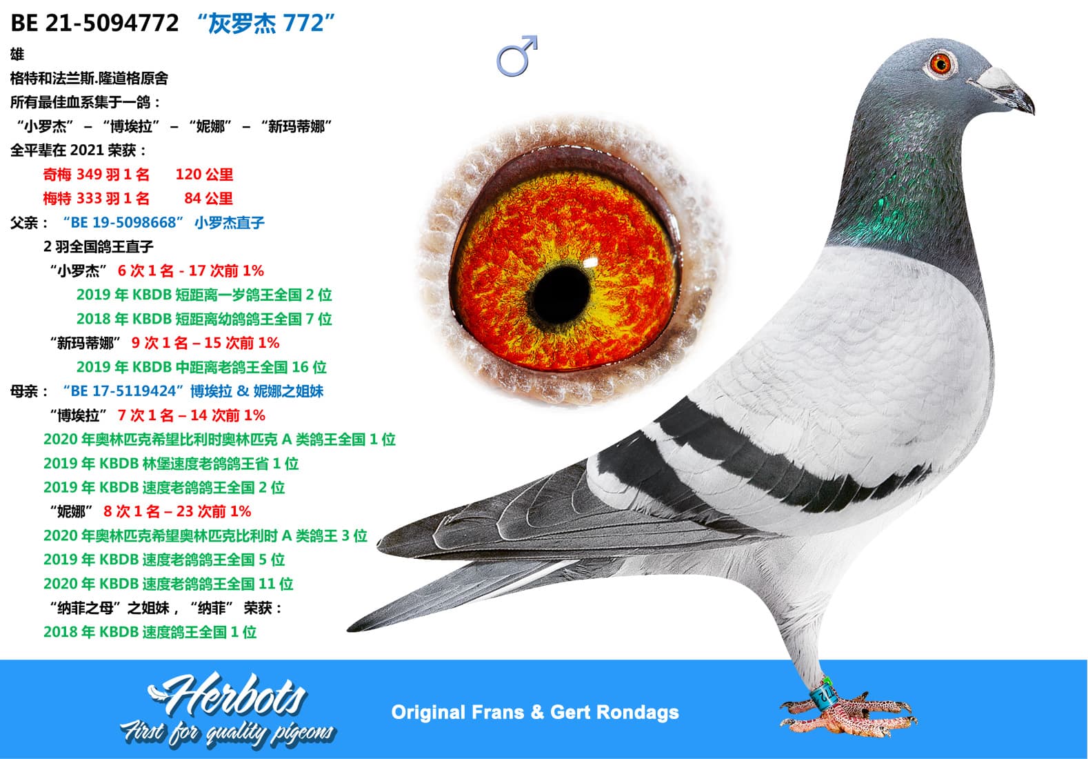 pigeon: “灰罗杰 772”