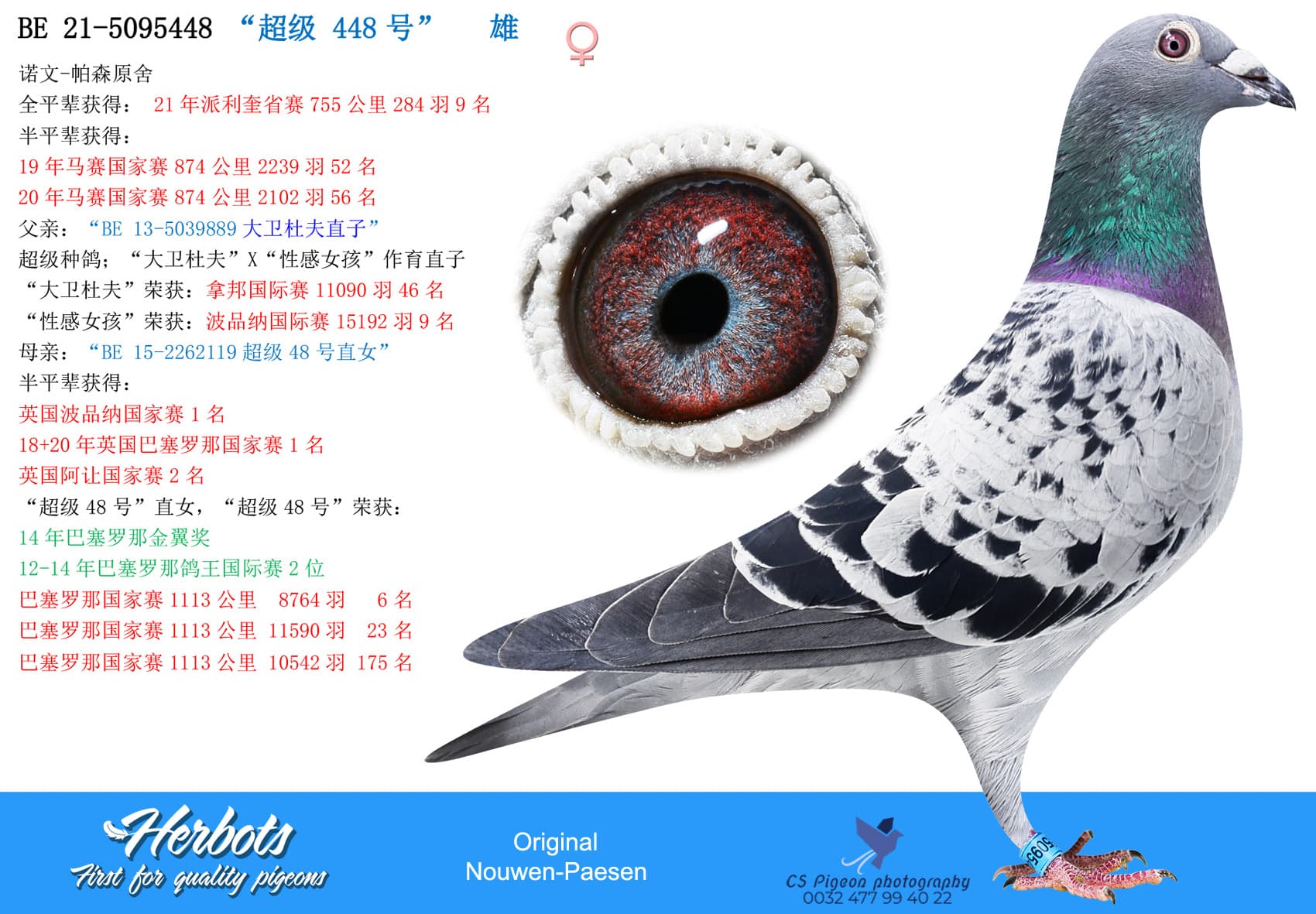 pigeon: “超级 448号”