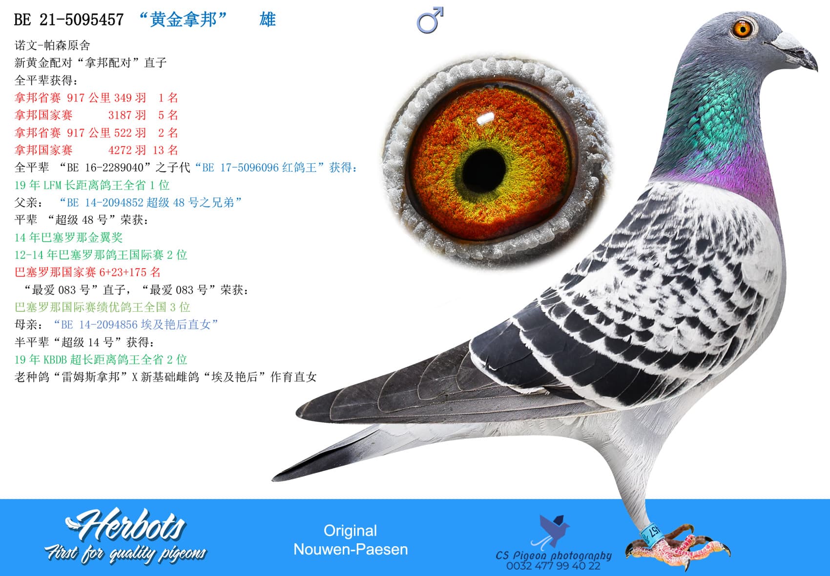 pigeon: “黄金拿邦”