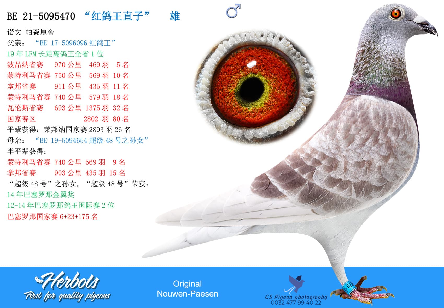 pigeon: “红鸽王直子”