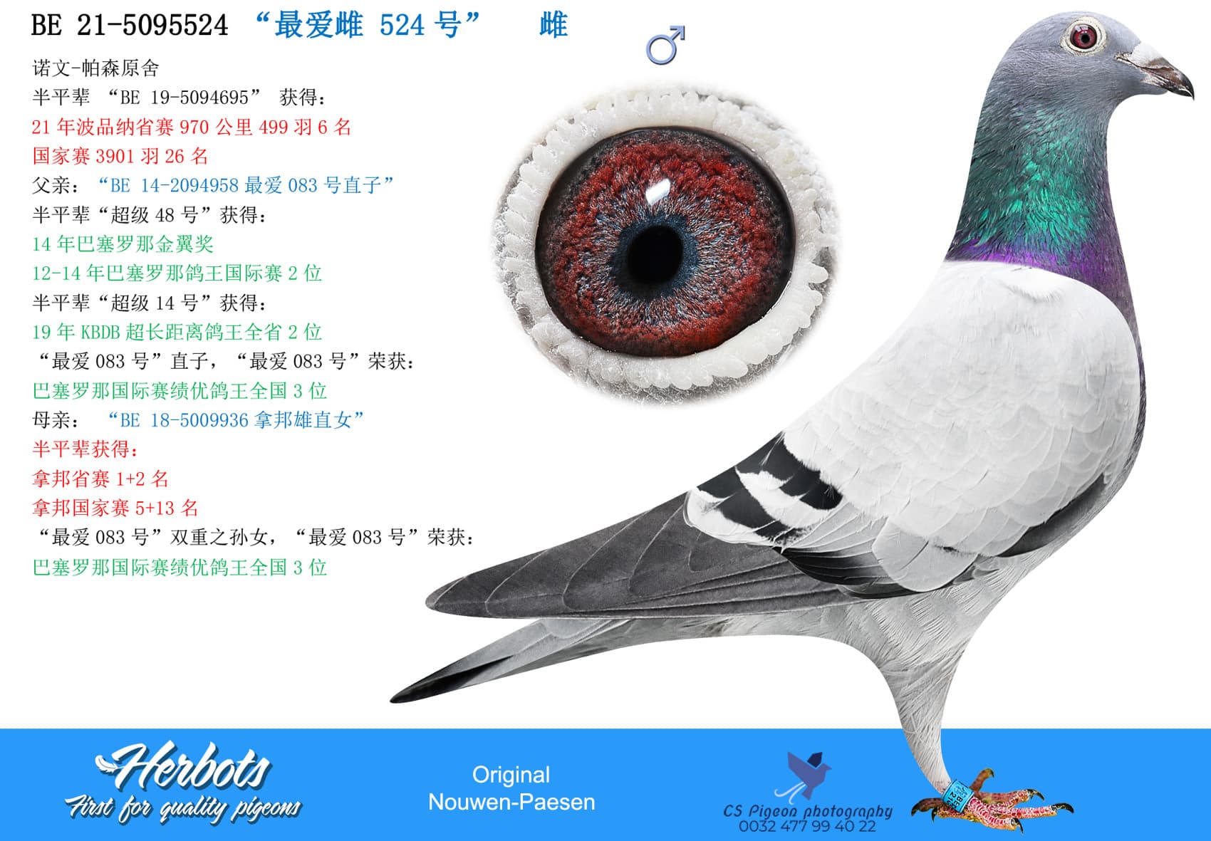 pigeon: “最爱雌524号”