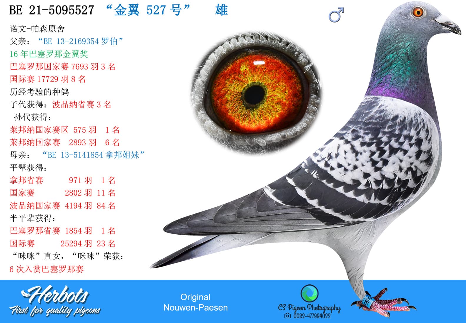 pigeon: “金翼 527号”