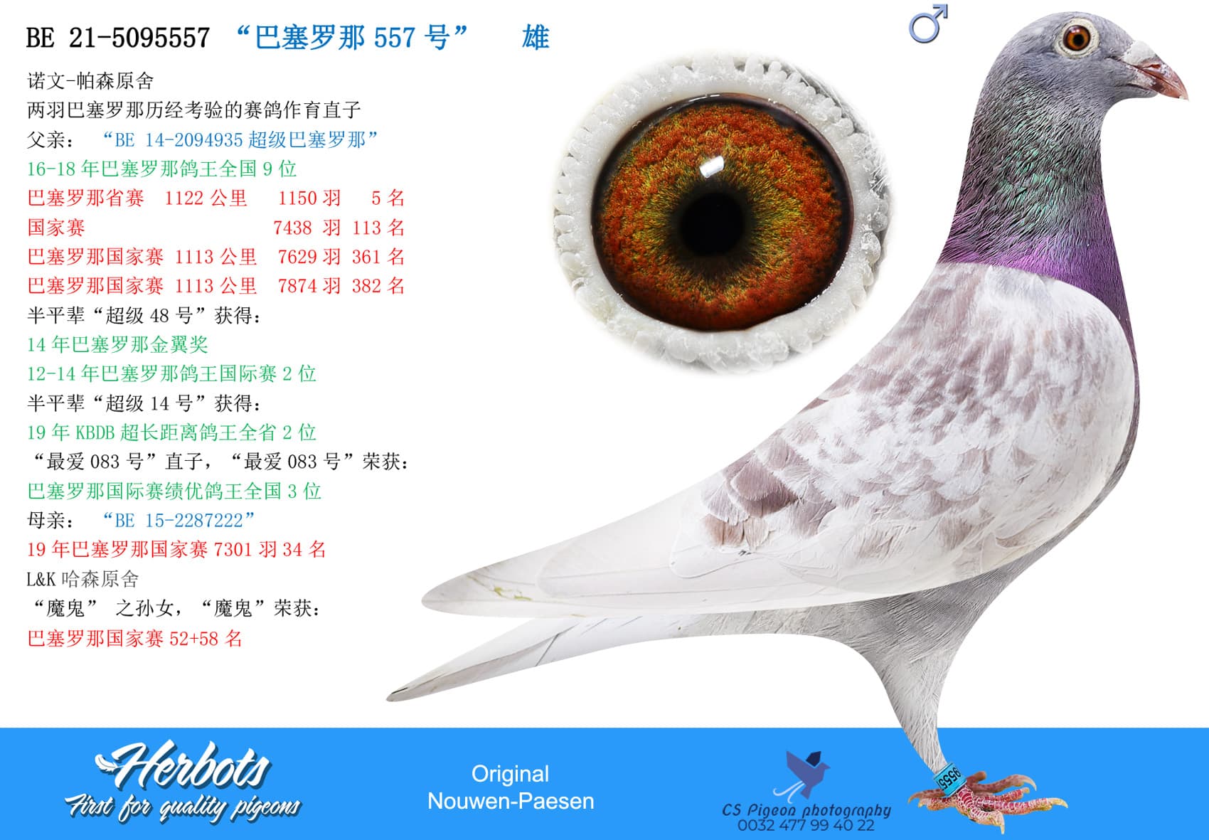 pigeon: “巴塞罗那557号”