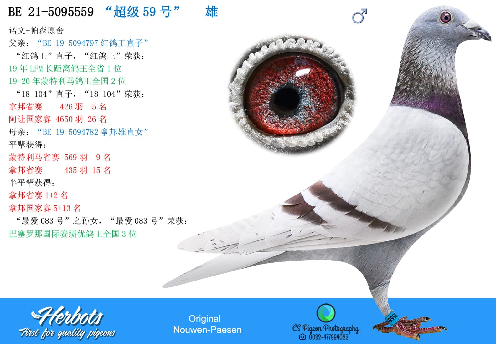 pigeon: undefined