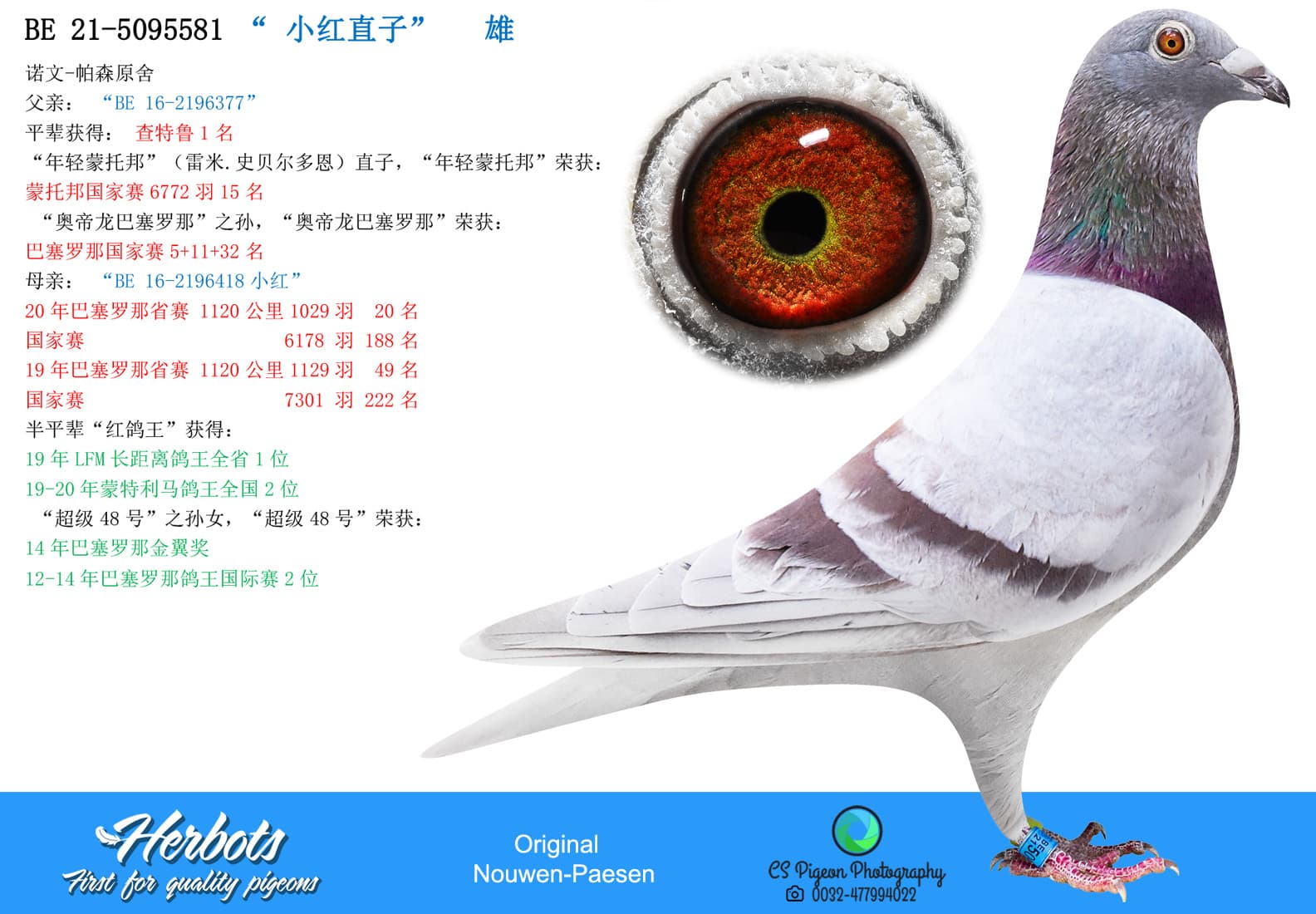 pigeon: undefined