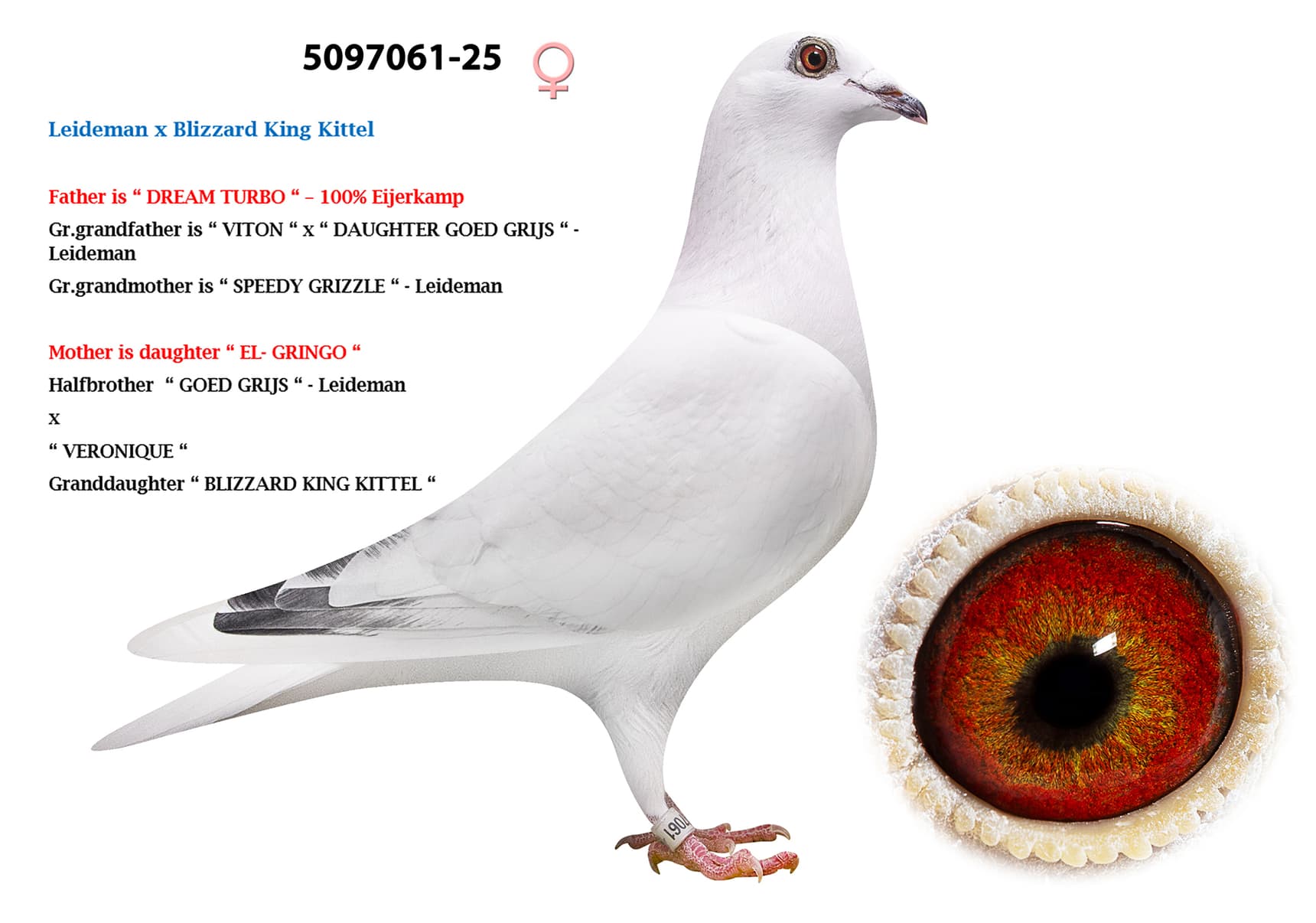 Leideman x Blizzard King Kittel