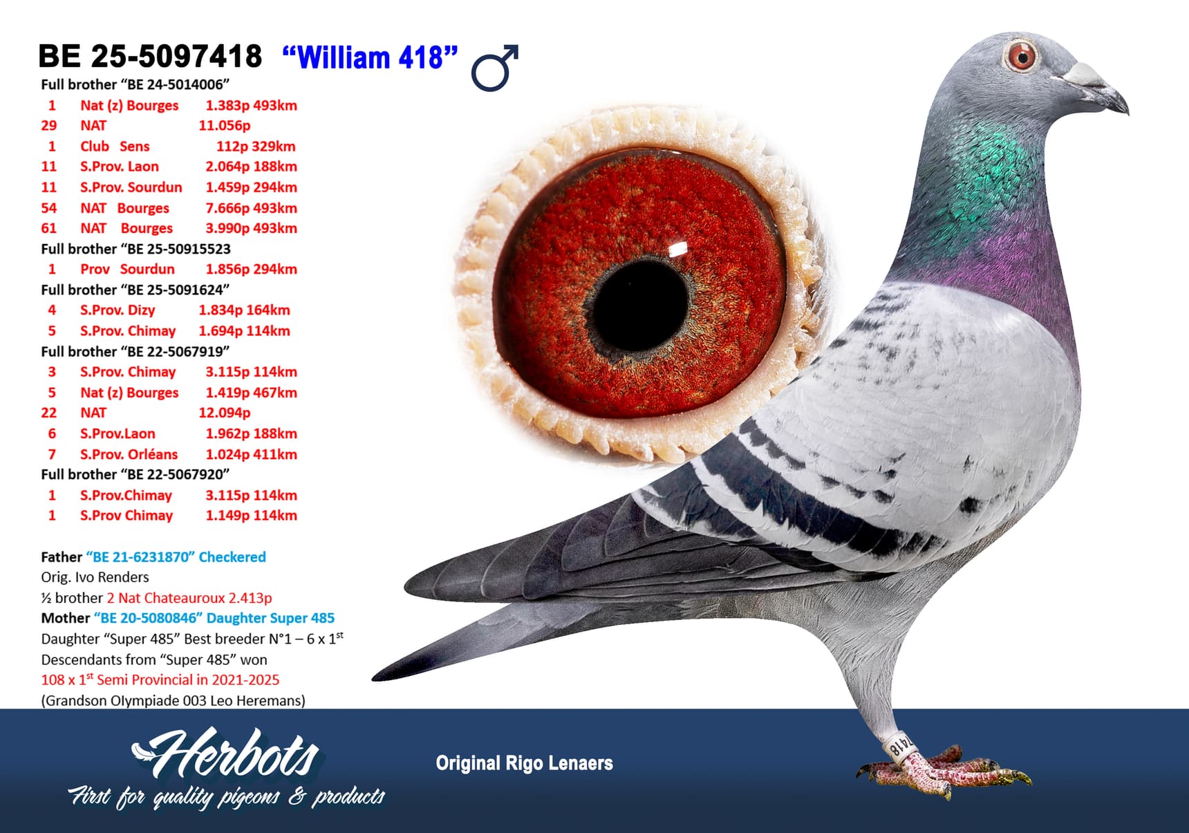 pigeon: undefined