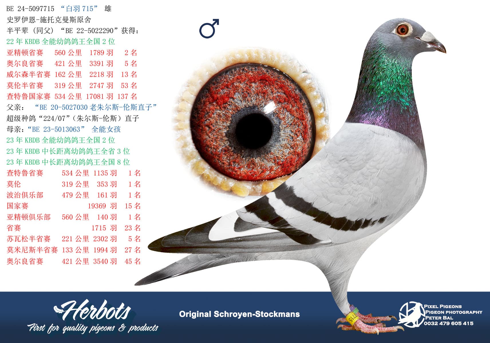 pigeon: “白羽715”