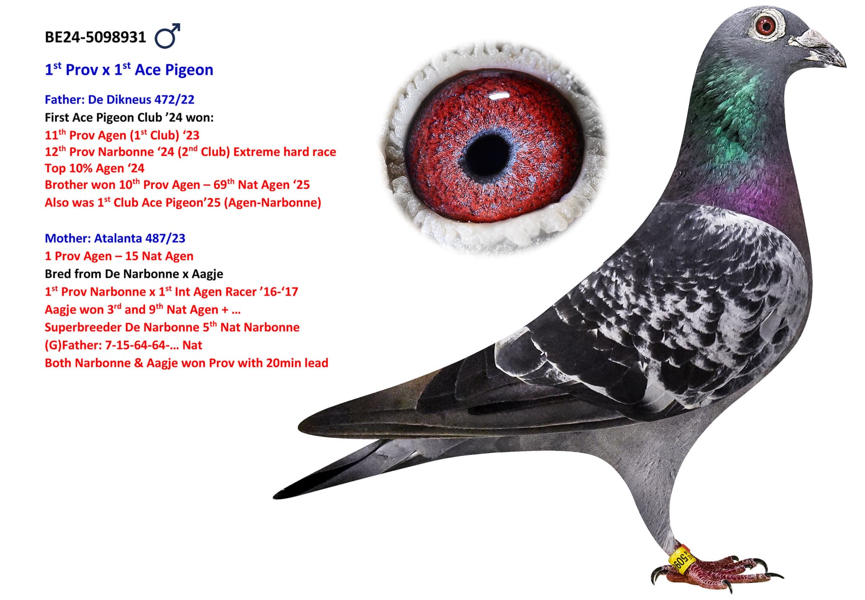 1st Prov x 1st Ace Pigeon
