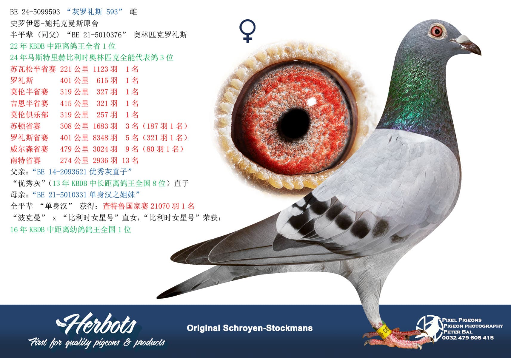 pigeon: “灰罗礼斯593"